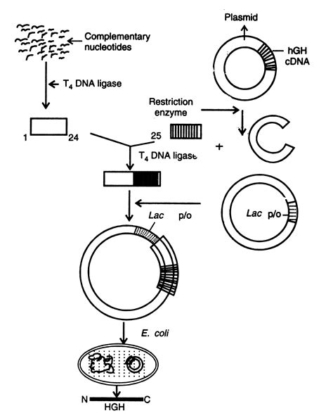 Human Growth Hormone Gene - Human Growth Hormone Receptor Gene Studied – fiuken – Wikiful