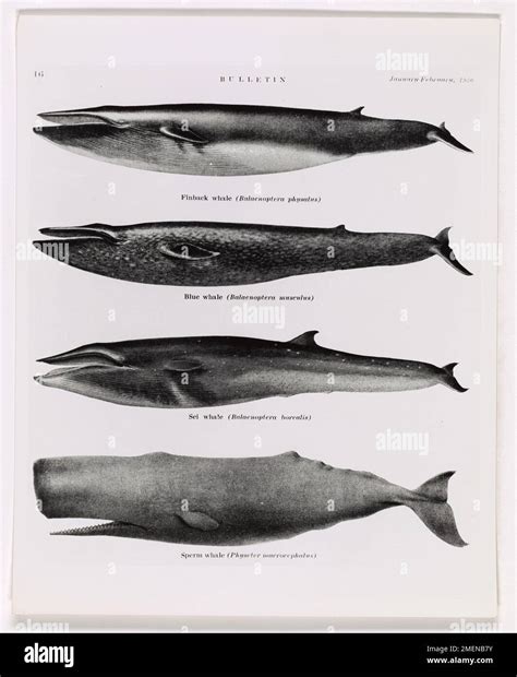 Finback, Blue, Sei, and Sperm Whales. This image depicts a January-February, 1930 Bulletin with ...