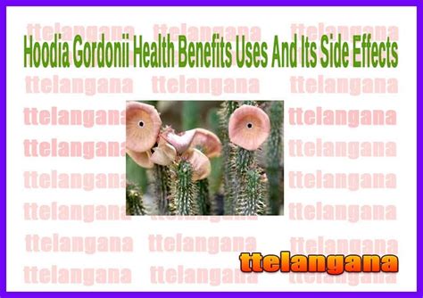 Health Benefits Hoodia Gordonii Uses And Side Effects