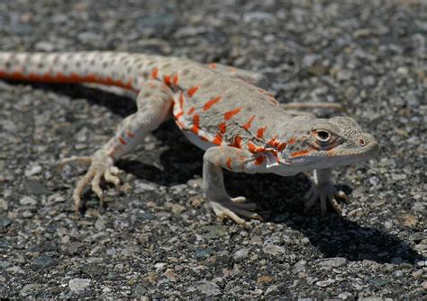 Lizards of Nevada's Valley of Fire