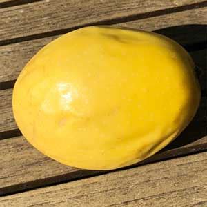 Yellow Passionfruit Varieties | Nurseries Online