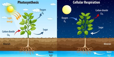 Diagram showing process of photosynthesis and cellular respiration ...