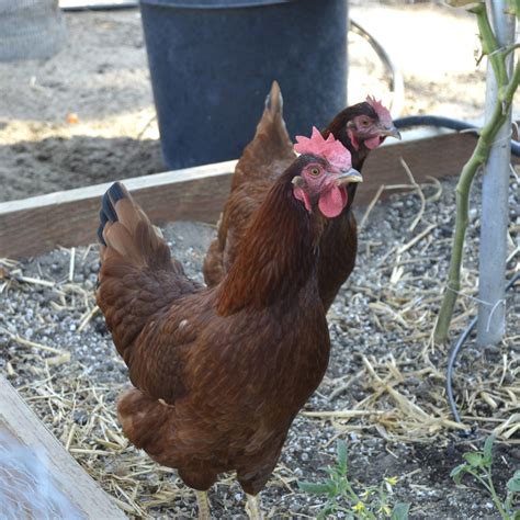 Rhode Island Red Chicken (Breed Guide) - Know Your Chickens