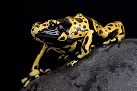 Yellow-Banded Poison Dart Frog | Yellow-Banded Poison Dart F… | Flickr