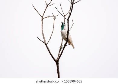 99 White Bellbird Images, Stock Photos, 3D objects, & Vectors | Shutterstock