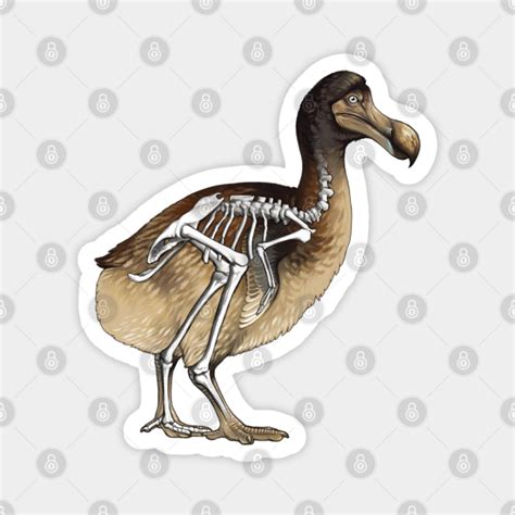 Dodo Bird Skeleton Anatomy - Dodo - Magnet | TeePublic