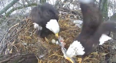 Nesting Bald Eagle Mom Gets A Fish From Her Mate (VIDEO) | HuffPost