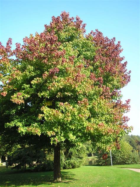 Franklin & Marshall - Sweetgum Tree (Liquidambar styraciflua)