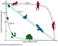 Type I survivorship curve | statistics | Britannica.com