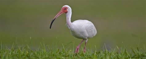 Ibis Symbolism - Spirit Animal Totems