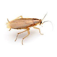 German Cockroach Identification, Habits & Threats | Batzner Pest Control