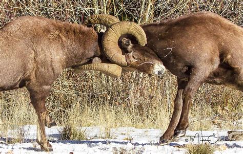 Bighorn Sheep Ram Fight Photograph by Mike Eastman - Fine Art America