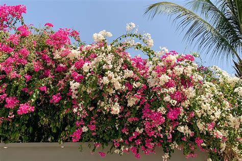 Grow Bougainvillea Vines for Mediterranean Flavor