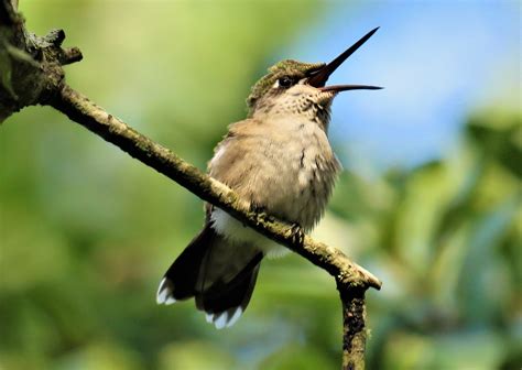 Do Hummingbirds Open Their Beaks?