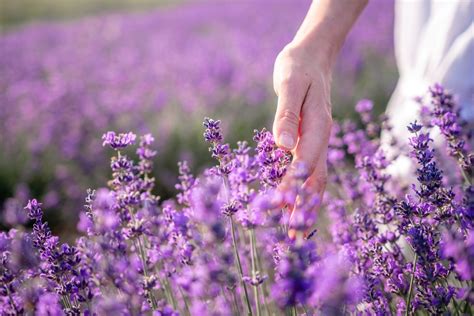 Sequim Lavender Festival: #1 Most Beautiful Event for 2023