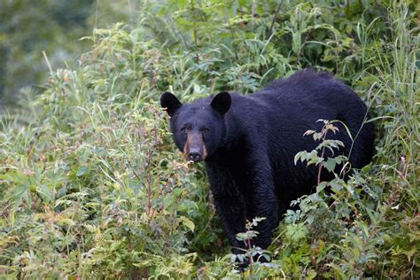 Wildlife in Alaska - All About Alaska's Wildlife | Travel Alaska