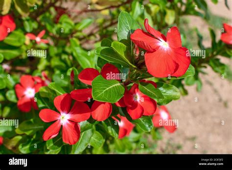 Red Tecoma Flowers With Green Leaves & Branches On Tree. 03 Stock Photo ...