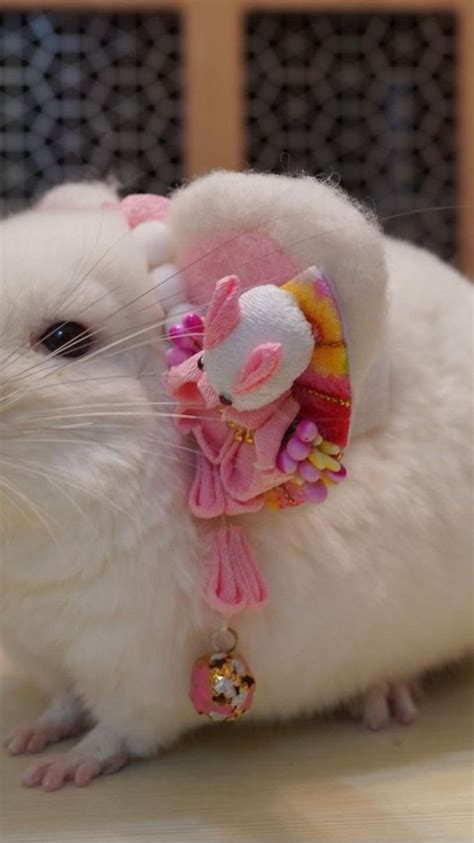 Chinchilla costumes: um guia imersivo de Awesome Ideas