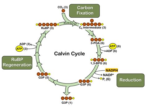 Photosynthesis - Calvin Cycle | OER Commons