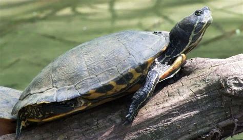 What Do Pond Turtles Eat? - A Feeding Guide | Aqua Movement