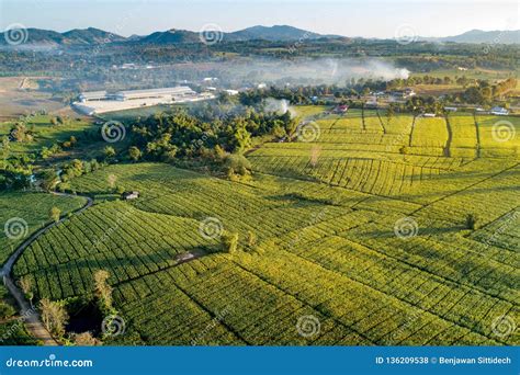 Aerial View of Green Corn Field in Countryside Stock Photo - Image of land, cereal: 136209538