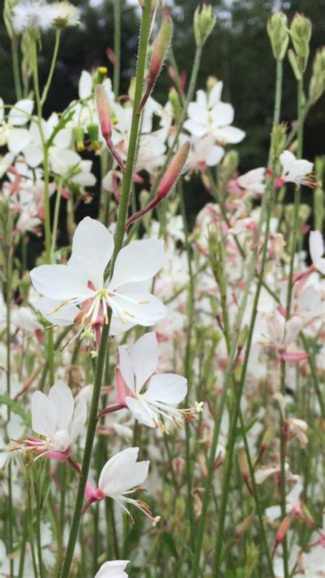 Gaura lindheimeri 'Geyser White'compact habit that is free flowering until the first frost ...