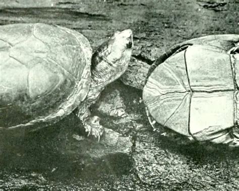 Yellow mud turtle - Facts, Diet, Habitat & Pictures on Animalia.bio