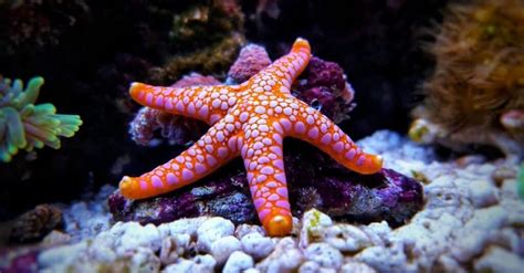 10 Incredible Starfish Facts - A-Z Animals