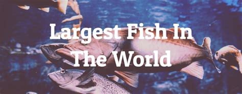 10 Largest Fish In The World - Largest.org