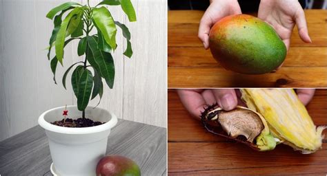 How To Plant A Mango Seed