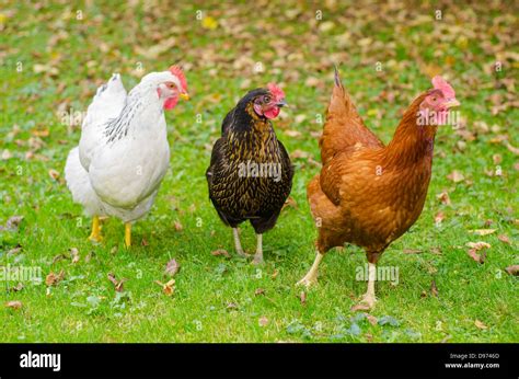 Germany, North Rhine Westphalia, Three chickens Stock Photo - Alamy