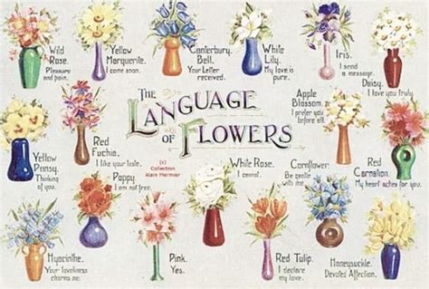 Flowers And Their Meanings With Pictures | Best Flower Site