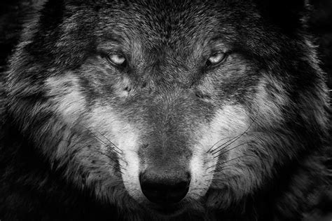 Lobo Animal Wallpaper