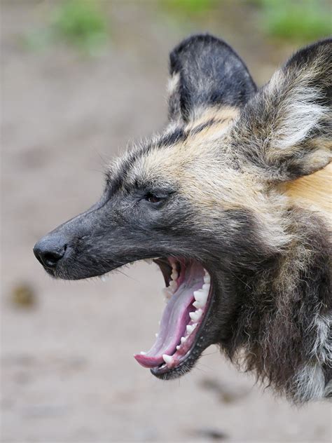 Another wild dog yawning - a photo on Flickriver