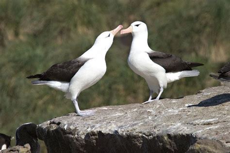 Black browed albatross - Alchetron, The Free Social Encyclopedia