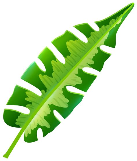 Jungle clipart jungle foliage, Jungle jungle foliage Transparent FREE ...