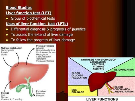 Understanding Elevated Liver Enzymes