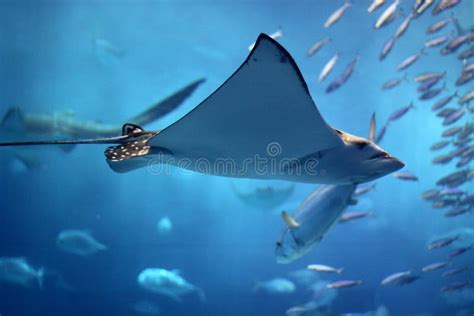 Huge Manta Ray Flying Into A Swarm Of Other Fish Stock Photo - Image of caribbean, blue: 10096040