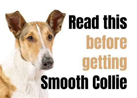 15 Things to Consider Before Buying a Smooth Collie Puppy