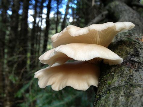 Fungi On Trees