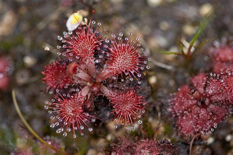 Sundew | San Diego Zoo Animals & Plants