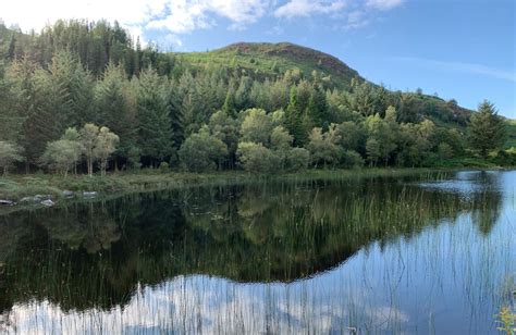 Wales Goes Green with Welsh National Forest Plan - The Planetary Press