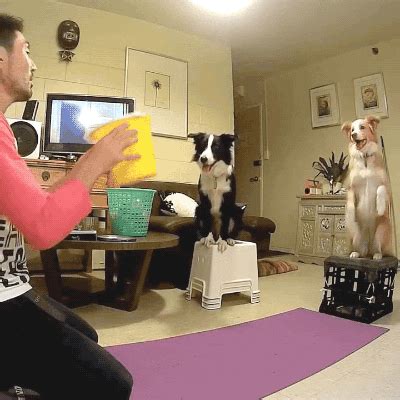 Incoming Dog GIF - Find & Share on GIPHY