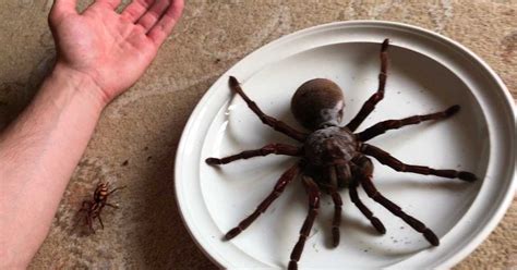 Goliath birdeater Size, Bite, Pet, Facts, handling