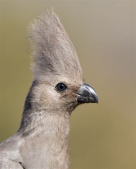 Grey Go-away bird | Pilanesberg park, South Africa. Thanks f… | Flickr