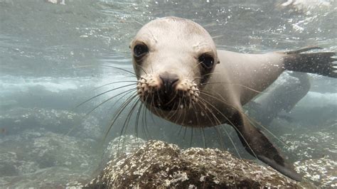 Divers Capture Gorgeous Footage of Galápagos Sea Lions in Their Natural ...