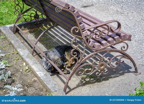 A Stray Dog Sleeps in the Shade Under a Park Bench Stock Photo - Image ...