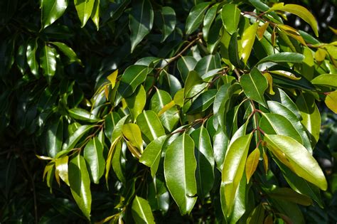 Free Images : tree, nature, branch, fruit, leaf, flower, food, produce ...