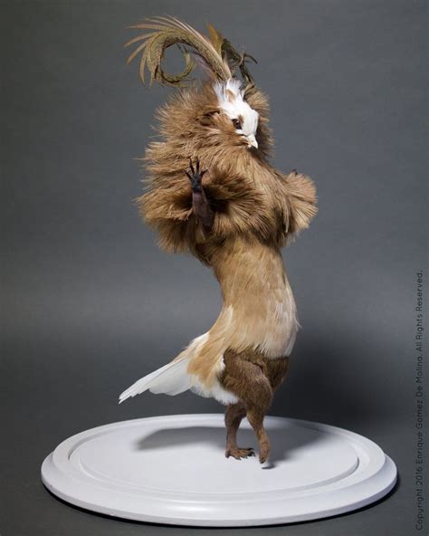 Enrique Gomez De Molina | Taxidermy art, Taxidermy, Animals