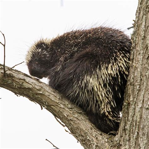 You're looking fine Porcupine. The wildlife habitat scenic beauty and ...